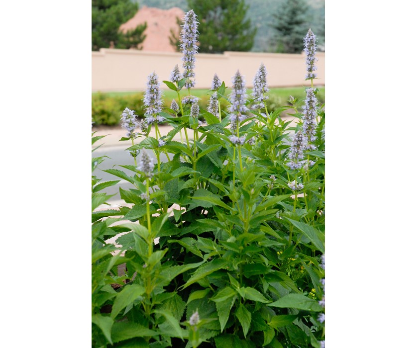 Blue Fortune Hyssop